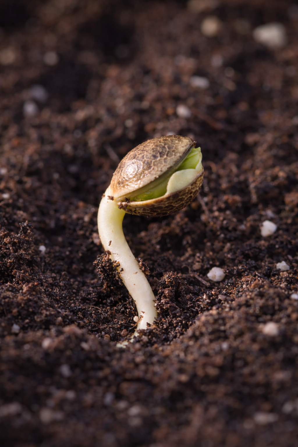 Macro photography of seed germination